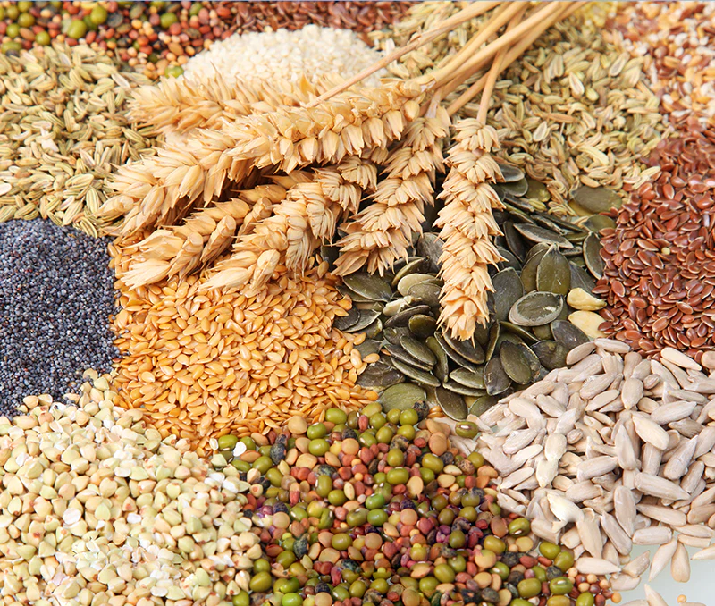 À la découverte des graines